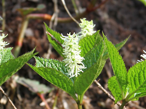 Chloranthus japonicus