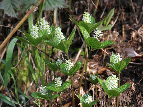 Chloranthus japonicus