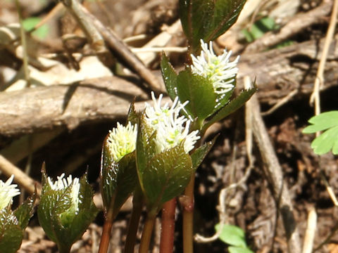 Chloranthus japonicus