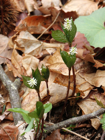 Chloranthus japonicus