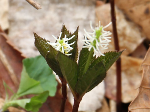 Chloranthus japonicus