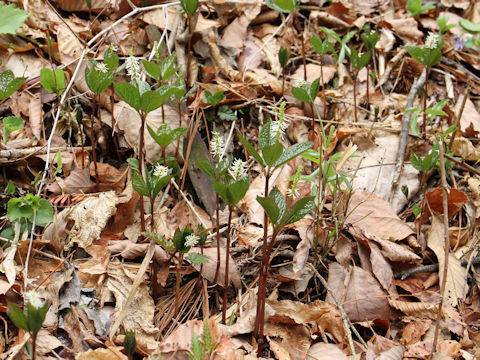 Chloranthus japonicus