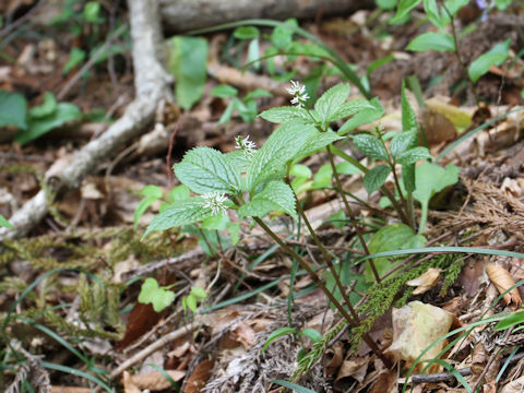 Chloranthus japonicus