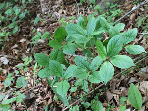 Chloranthus japonicus