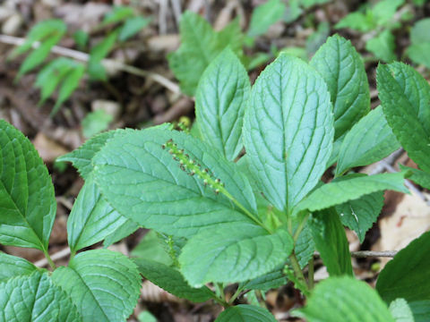 Chloranthus japonicus