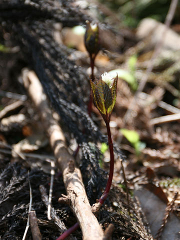 Chloranthus japonicus