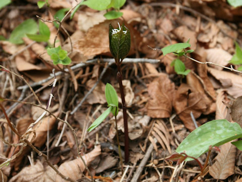 Chloranthus japonicus