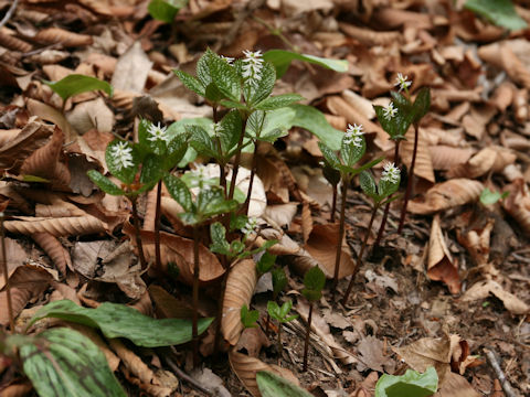 Chloranthus japonicus