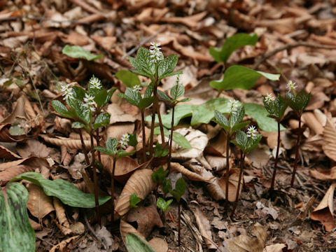 Chloranthus japonicus