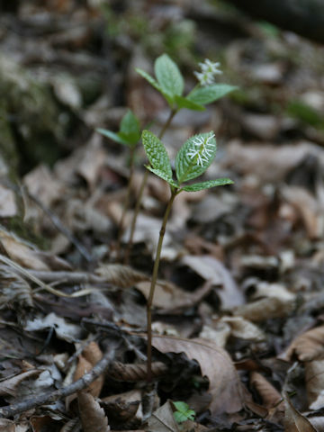 Chloranthus japonicus