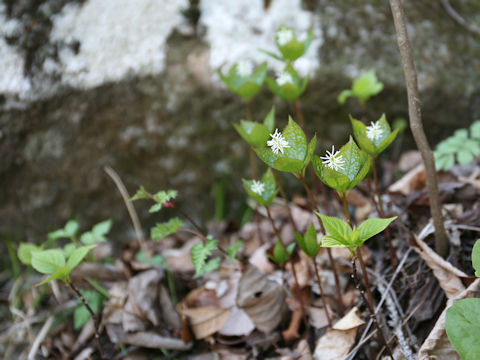 Chloranthus japonicus