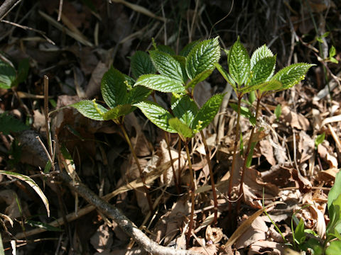 Chloranthus japonicus