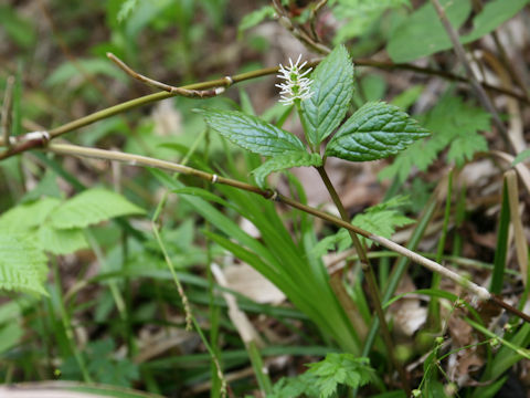 Chloranthus japonicus