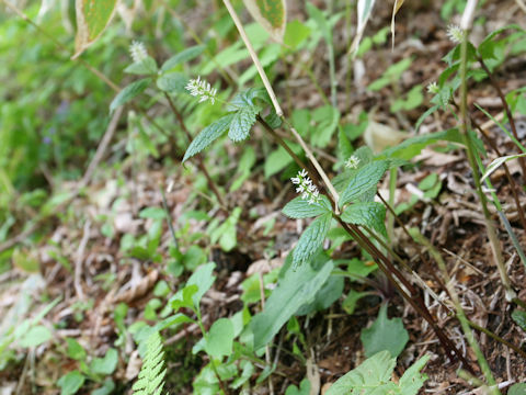 Chloranthus japonicus