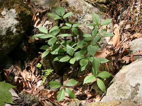 Chloranthus japonicus