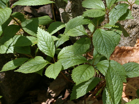 Chloranthus japonicus