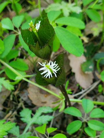 Chloranthus japonicus