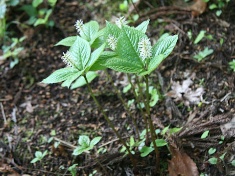 Chloranthus japonicus