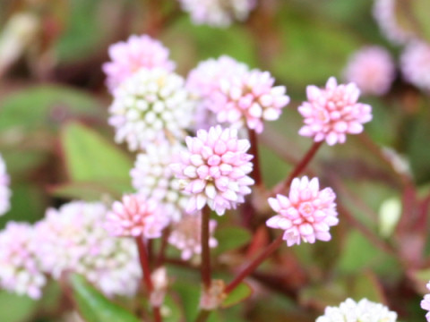 Polygonum capitatum