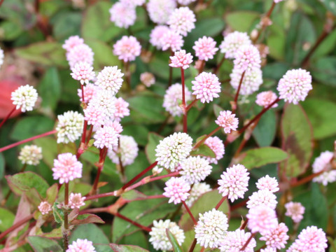 Polygonum capitatum