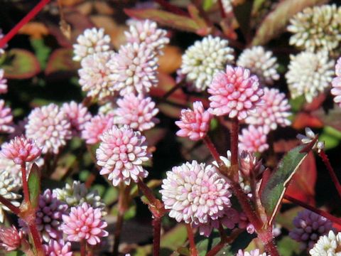 Polygonum capitatum