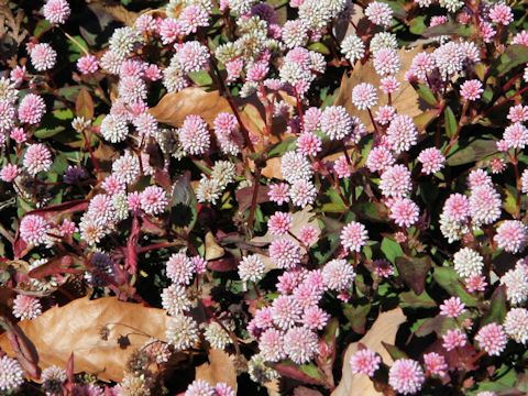 Polygonum capitatum