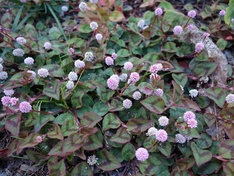 Polygonum capitatum