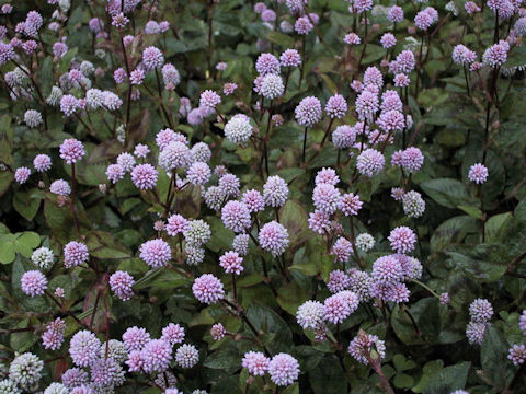 Polygonum capitatum