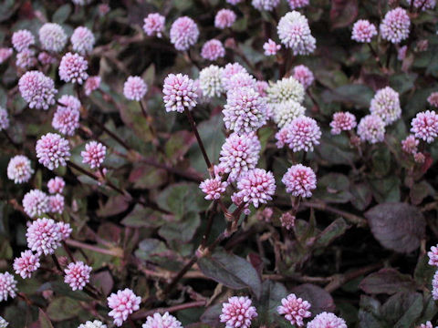 Polygonum capitatum