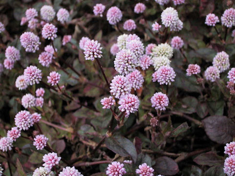 Polygonum capitatum