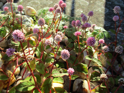 Polygonum capitatum