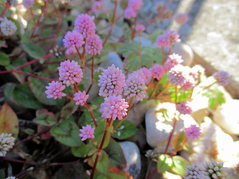 Polygonum capitatum