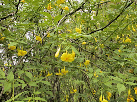 Jasminum humile var. humile