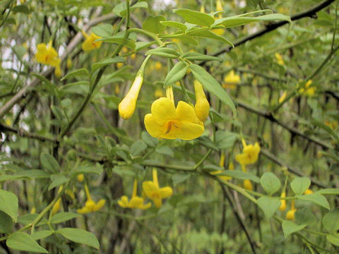 Jasminum humile var. humile