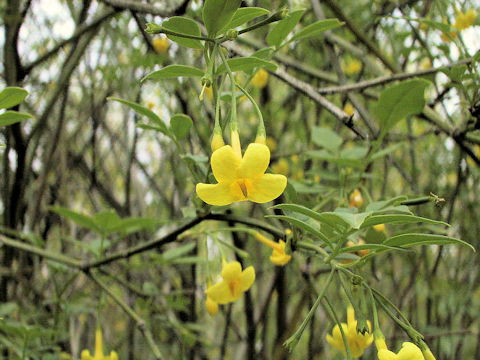 Jasminum humile var. humile