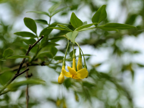 Jasminum humile var. humile