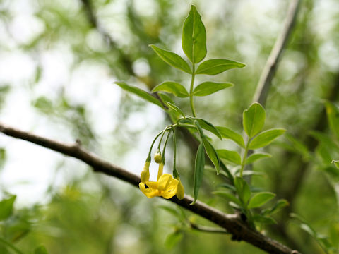 Jasminum humile var. humile