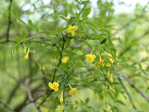 Jasminum humile var. humile