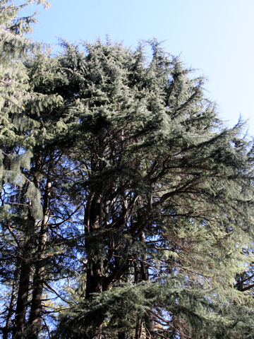 Cedrus deodara