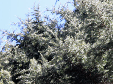 Cedrus deodara