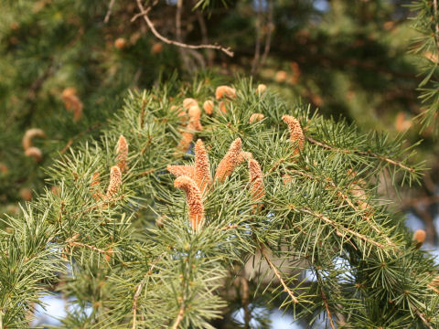 Cedrus deodara