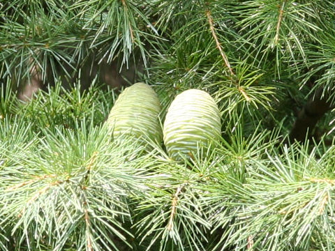 Cedrus deodara