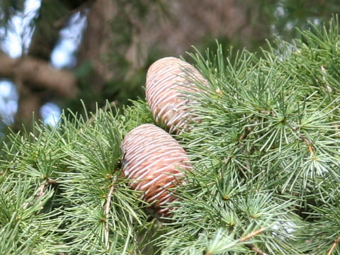 Cedrus deodara