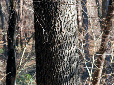 Cedrus deodara