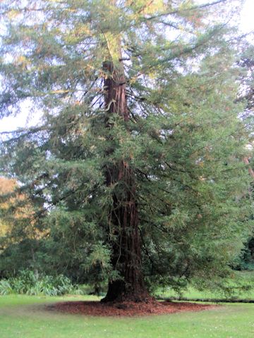 Cedrus deodara