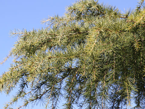 Cedrus deodara