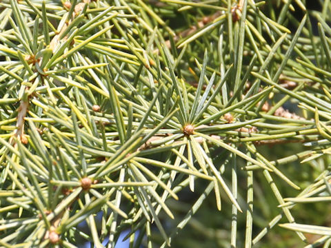 Cedrus deodara