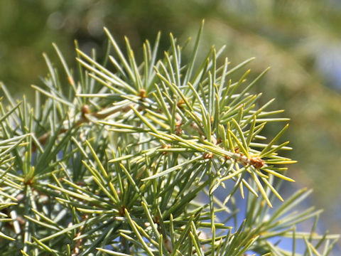 Cedrus deodara