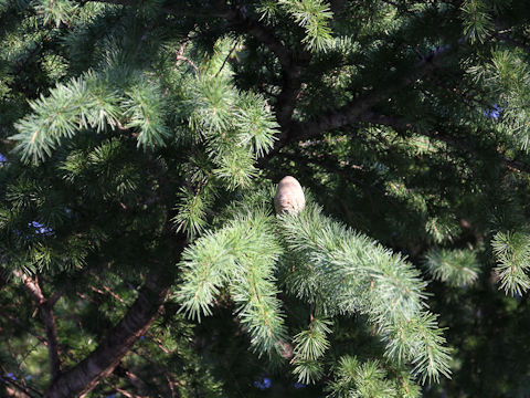 Cedrus deodara