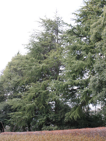 Cedrus deodara